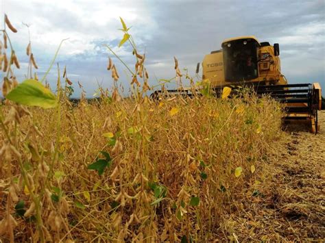 Colheita Da Soja Atinge Da Rea Cultivada No Rs Revista Cultivar