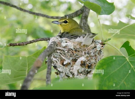 Yellow throated Vireo on Nest in Tulip Tree Stock Photo - Alamy