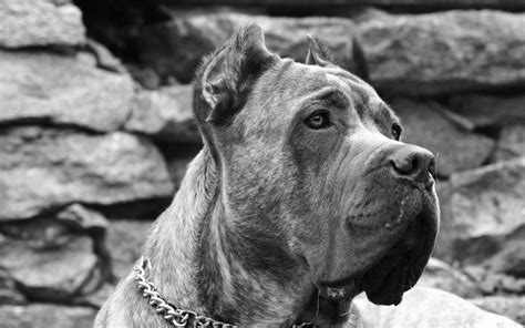 Cane Corso Dog Wallpapers Top Free Cane Corso Dog Backgrounds