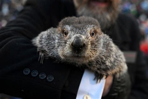 Did the groundhog see his shadow? Get the results of Punxsutawney Phil ...