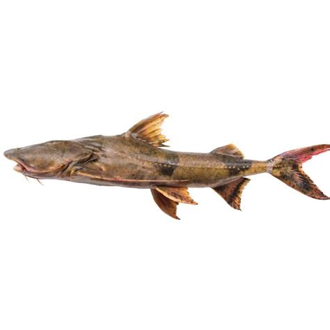 goonch catfish crispy nest