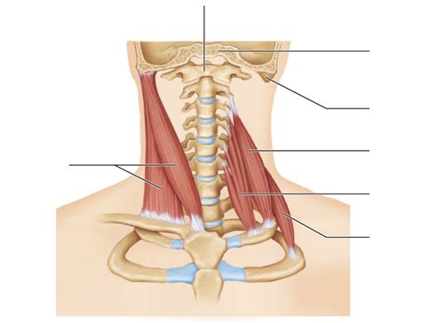 Final Lab Practical Muscle Labeling Diagram Quizlet