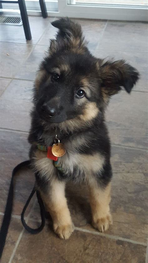 9 Week Old German Shepherd Dog Ursa Sevimli Köpek Yavruları Çoban