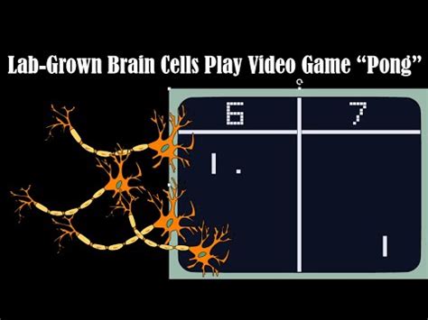 Human Brain Cells In A Dish Learn To Play Pong In Just Minutes