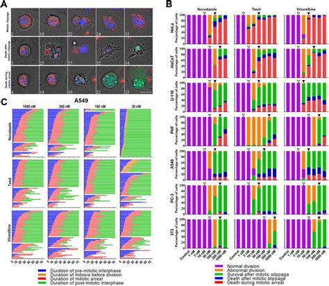 Frontiers Bcl Xl Activity Influences Outcome Of The Mitotic Arrest