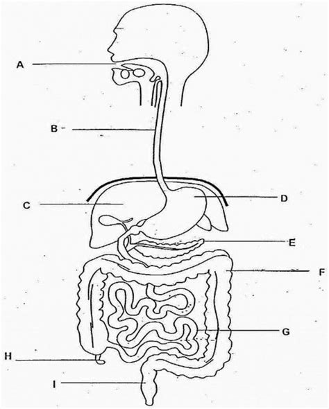 Diagram Of Digestive System No Labels The Human Digestive Sy