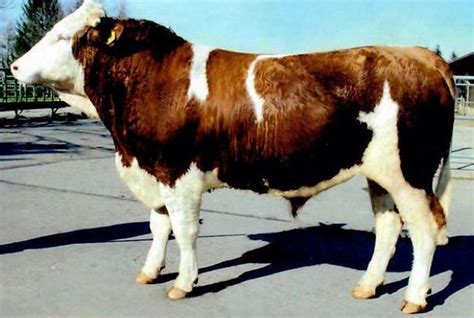 Simmental Goldselect Hayvancılık