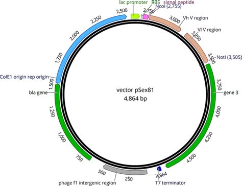 Vector Map Of Psex Plasmid Bp Rbs Ribosome Binding Site