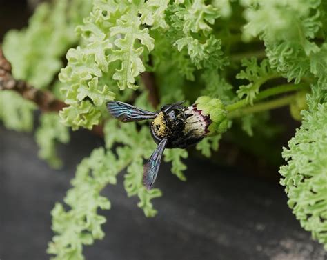 Dsc P Carpenter Bee Julene Bailie Flickr