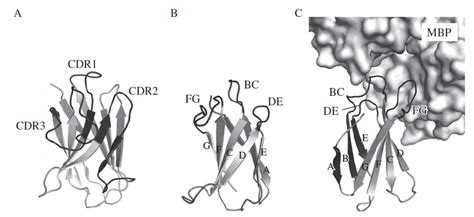 Target Binding Proteins Based On The Th Human Fibronectin Type Iii