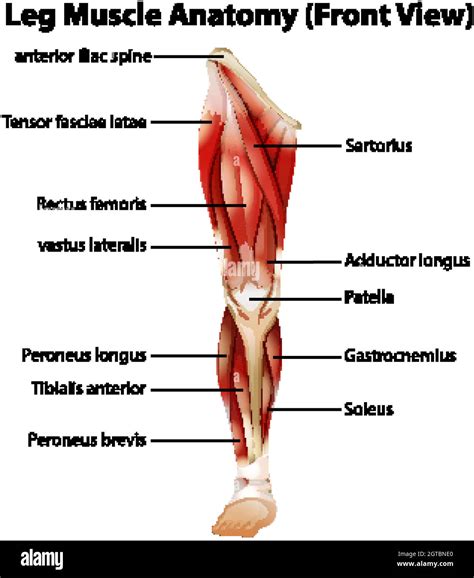 Describir Intervenir Archivo Anatomia De Los Musculos De Las Piernas