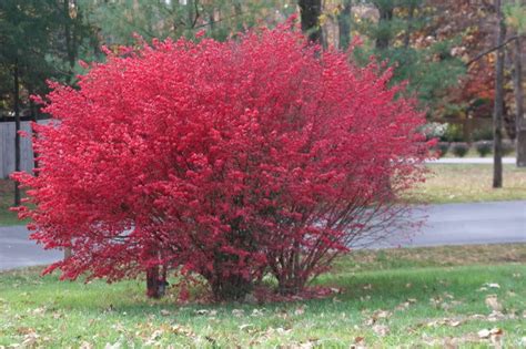 50 Burning Bush Kochia Scoparia Bassia Bright Red Fall Color Shrub Seeds