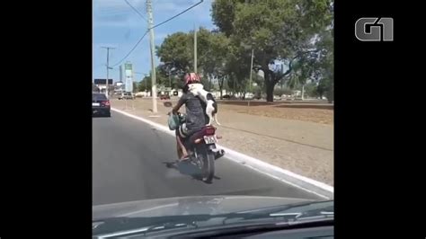 Imagem de cão na garupa de moto em Palmas viraliza e história comove na