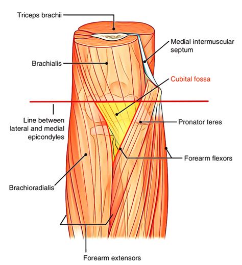 Floor Of Cubital Fossa Muscles | Viewfloor.co