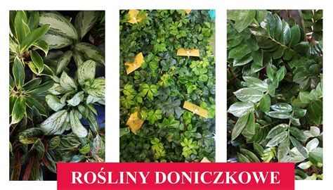 Ro Liny Doniczkowe Kwiaty Doniczkowe Blog O Ro Linach Wiat Ro Lin