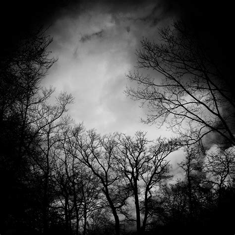 Kostenlose foto Baum Natur Ast Licht Wolke Schwarz und weiß