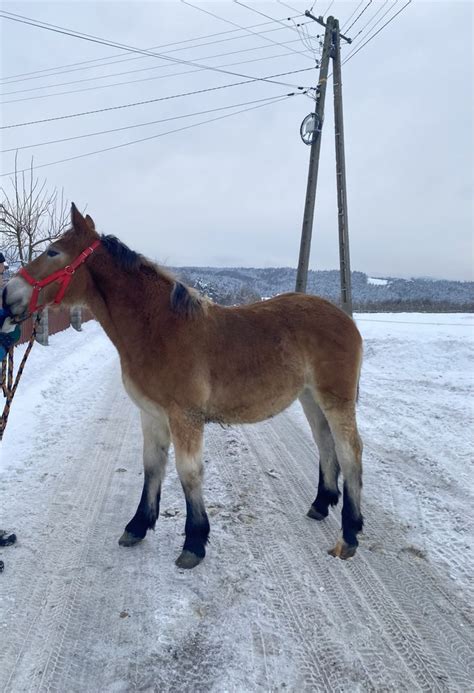 Rebica Zimnokrwista Naszacowice Olx Pl