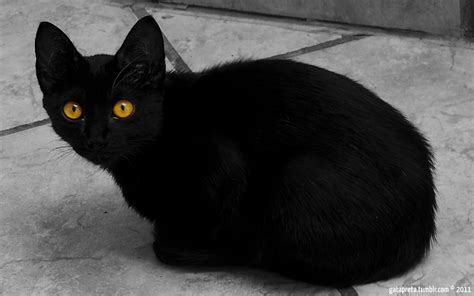 Cat Breeds With Yellow Eyes Pets Lovers