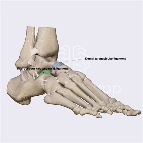 Ligaments Of Talocalcaneonavicular Joint Ligaments Of The Lower Limb