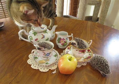 Baby hedgehogs in teacups! | Baby hedgehog, Hedgehog, Hedgehog breeders