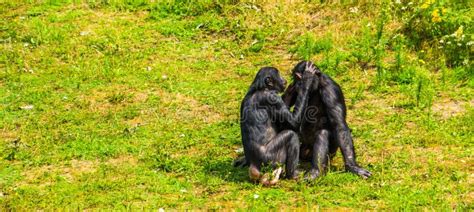 Bonobo Couple Being Intimate Together, Social Human Ape Behavior, Pygmy ...