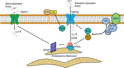 Model Of Receptor Mediated Signaling In Activating Ca²⁺ Release And Download Scientific Diagram