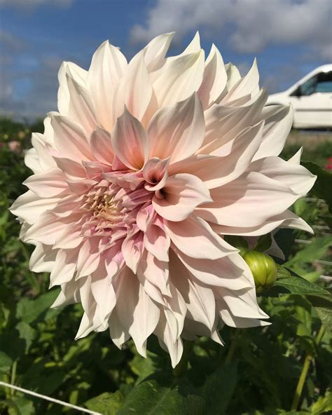 Dahlia Café Au Lait Tubers — Buy Online At Farmer Gracy Uk