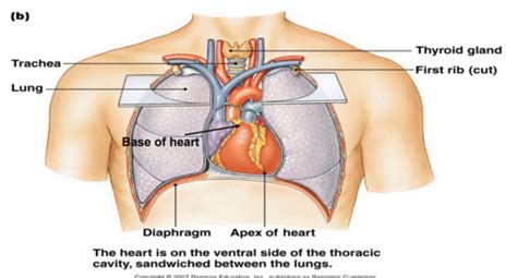 Chapter 14 The Heart Flashcards Quizlet