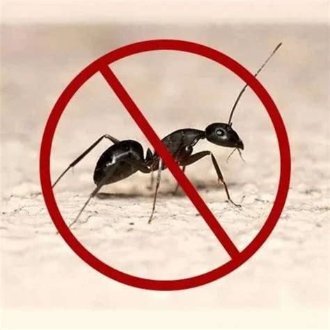 Black Ants Pest Control Service At Rs 1sq Ft In Navi Mumbai Id