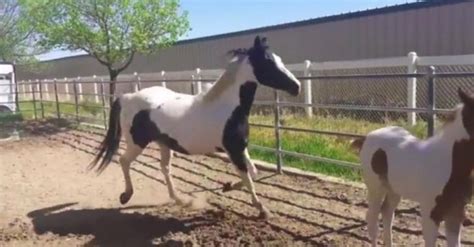 Funniest Horse Fails EVER!