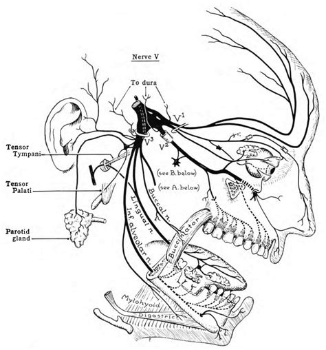 Trigeminal Nerve Wikipedia Dermatomes Chart And Map