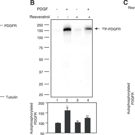 Effect Of Resveratrol On Cell Cycle Proteins A B Mesangial Cells