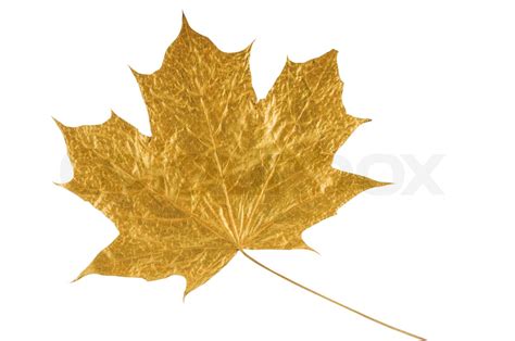 gold maple leaf | Stock image | Colourbox