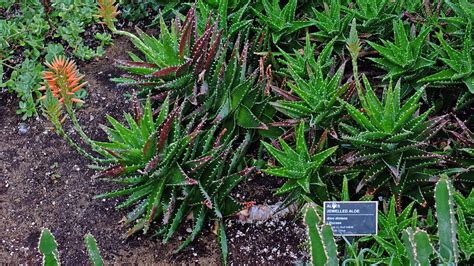 Aloe Distans Asphodelaceae Image At Phytoimages Siu Edu