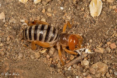 Jerusalem Cricket Ammopelmatus Sp Nymph Santa Rosa Su Flickr