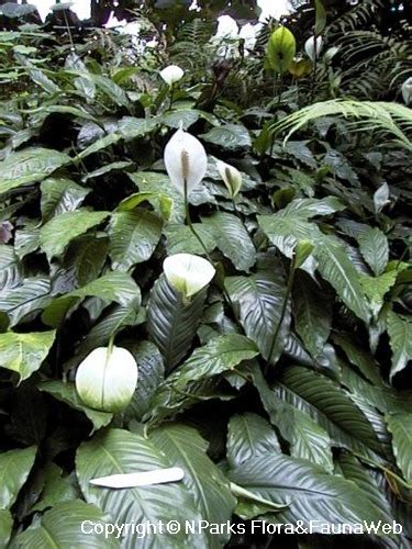 Nparks Spathiphyllum Wallisii