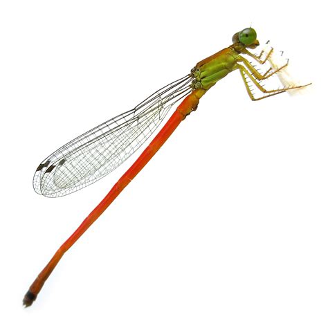 Ceriagrion bellona Laidlaw, 1915