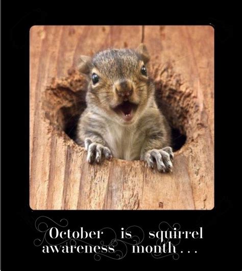 October Is Squirrel Awareness Month Squirrel Funny Cute