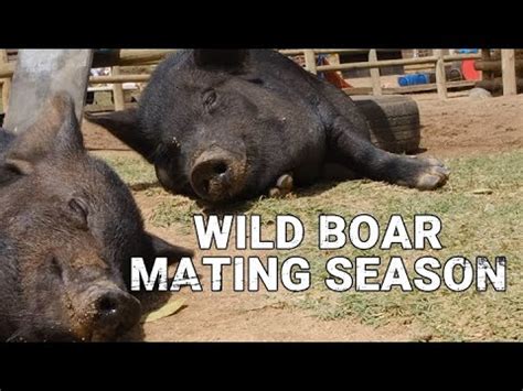 CamojojoWhen Is The Breeding Season Of Wild Boars YouTube