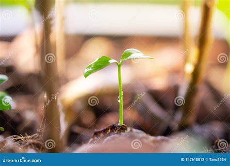 Small Tree Sapling Are Growing From The Rich Soil To The Morning