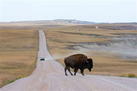 Biodiversity In The Great Plains: Prairie Dogs To Bison