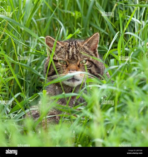 Animal mamífero vida silvestre Escocia Highlands gato montés