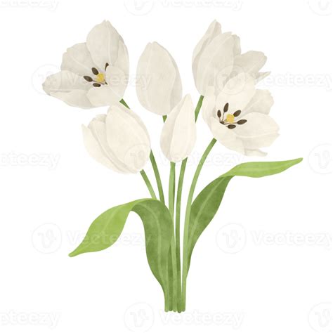 White Tulip Watercolor Illustration Png