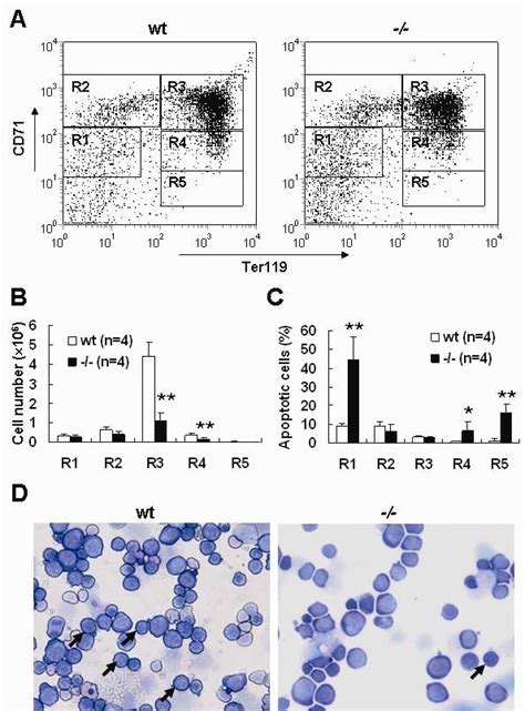 Increased Apoptosis And Partial Differentiation Blockage Of