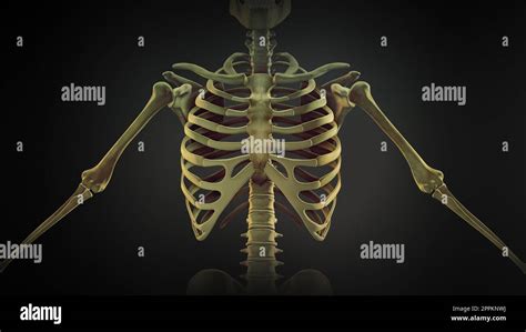 Rib Cage Bone Joints Anatomy Stock Photo Alamy