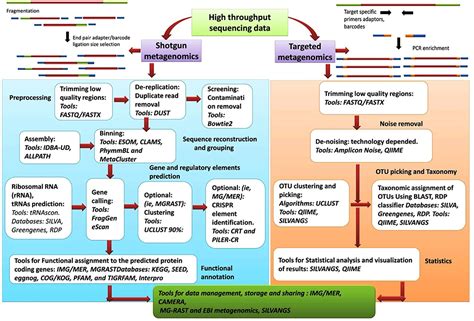 Frontiers Exploring The Human Microbiome The Potential Future Role