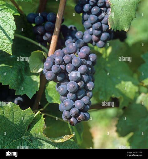 Pinot Noir Grape Hi Res Stock Photography And Images Alamy