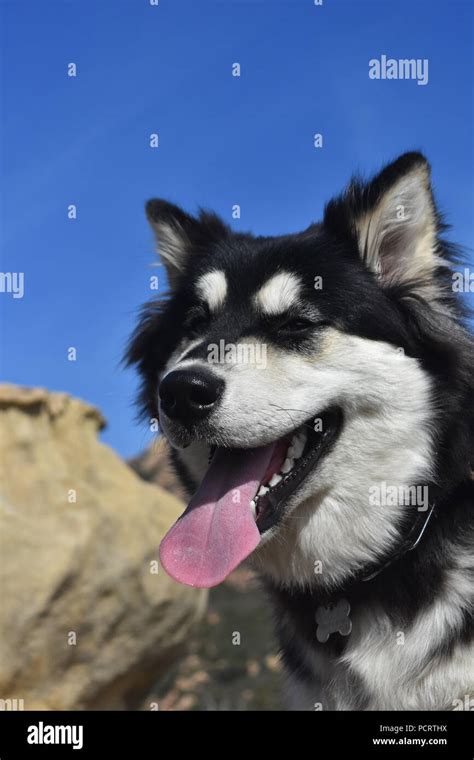 Adorable siberian husky puppy smiling Stock Photo - Alamy