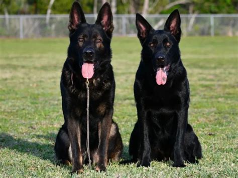 Black German Shepherd History Temperament Health And Care