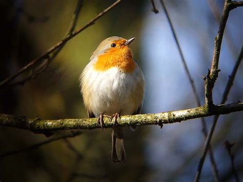 Roodborst Sovon Vogelonderzoek